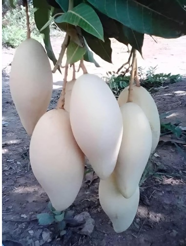 Thai White Mango